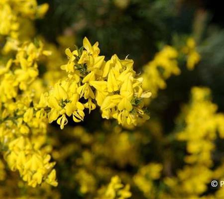 Genista pilosa