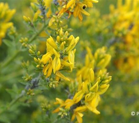 Genista tinctoria 'Royal Gold' Genista tinctoria 'Royal Gold'