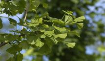 Mädchenhaarbaum