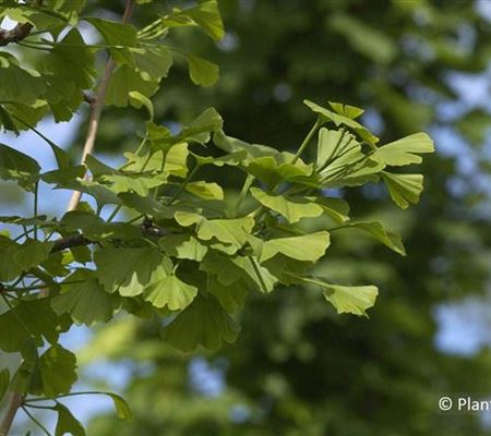 Ginkgo biloba Ginkgo biloba