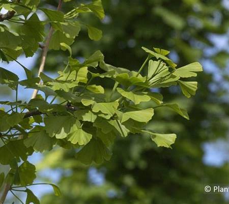 Ginkgo biloba