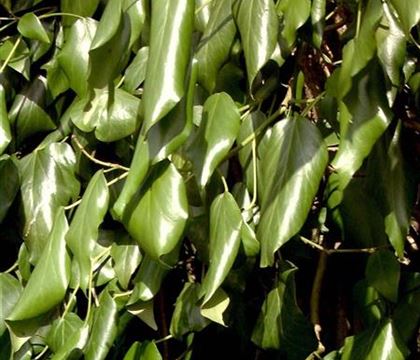 Hedera colchica