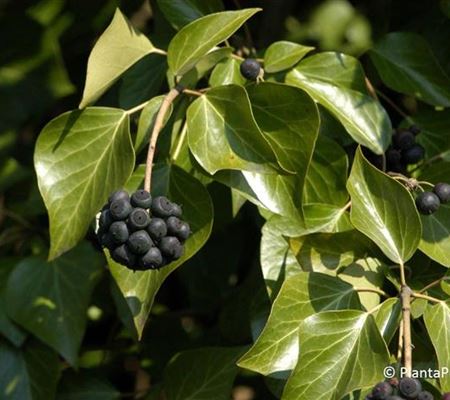 Hedera helix 'Arborescens'