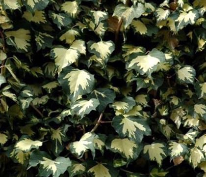 Hedera helix 'Goldheart'