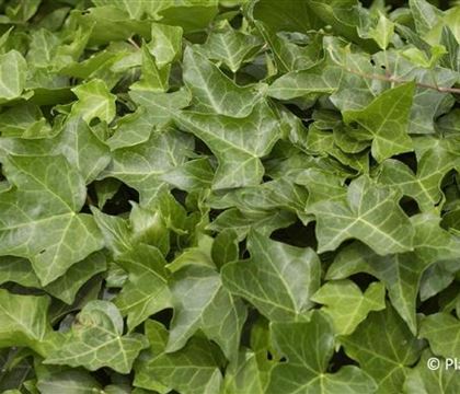 Hedera helix 'Hibernica'