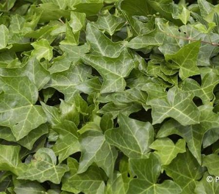 Hedera helix 'Hibernica'