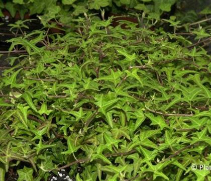 Hedera helix 'Sagittifolia'