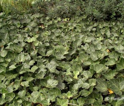 Hedera helix 'Woerner'