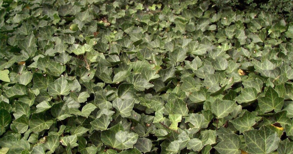 geigenfeige im sommer draußen Große Geigenfeige kaufen – Green Me Up main image 1