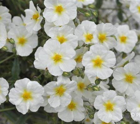 Helianthemum 'Eisbär'
