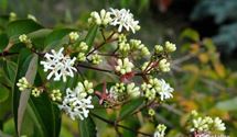 Sieben-Söhne-des-Himmels-Blume