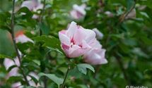 Hibiscus, Eibisch
