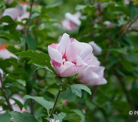 Hibiscus syriacus 'Hamabo' Hibiscus syriacus 'Hamabo'