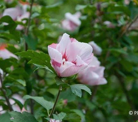 Hibiscus syriacus 'Hamabo'