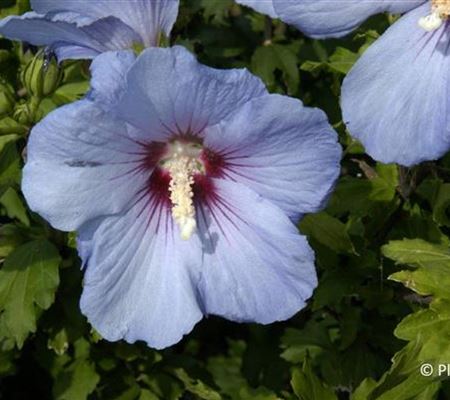Hibiscus syriacus 'Oiseau Bleu' Hibiscus syriacus 'Oiseau Bleu'