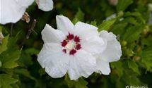 Hibiscus, Eibisch