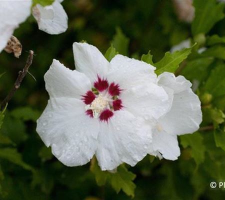 Hibiscus syriacus 'Red Heart' Hibiscus syriacus 'Red Heart'
