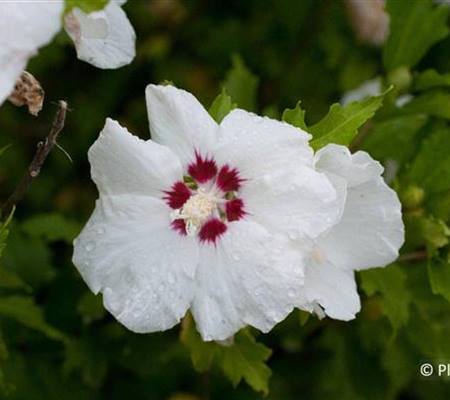 Hibiscus syriacus 'Red Heart'