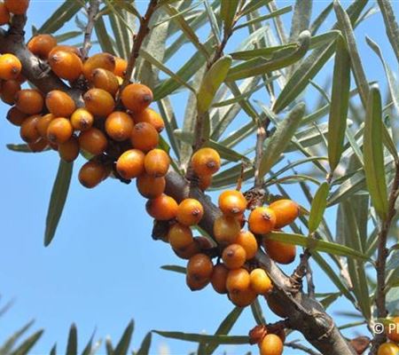 Hippophae rhamnoides 'Leikora' Hippophae rhamnoides 'Leikora'