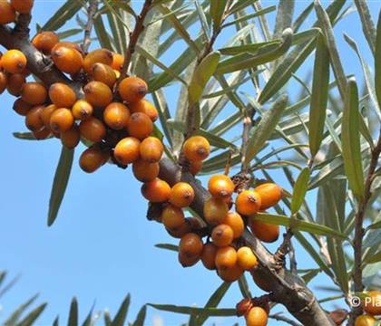 Hippophae rhamnoides 'Leikora'