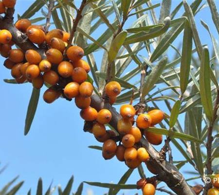 Hippophae rhamnoides 'Leikora'