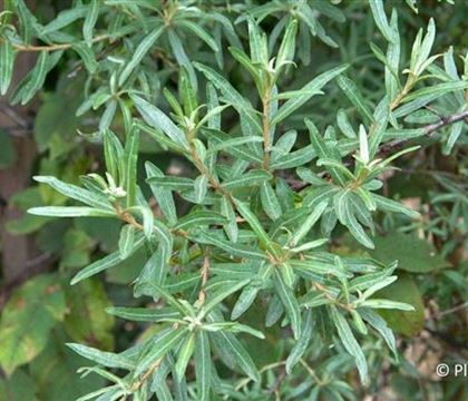 Hippophae rhamnoides 'Pollmix' Hippophae rhamnoides 'Pollmix'