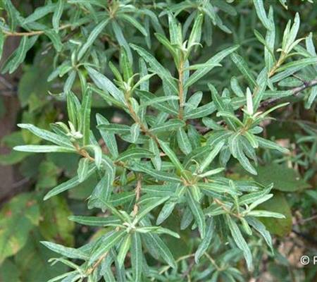 Hippophae rhamnoides 'Pollmix'
