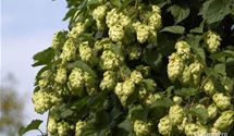 Hopfen