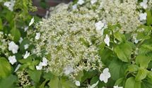 Kletterhortensie
