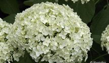 Hortensie