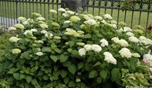 Hortensie