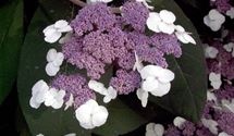 Hortensie