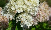 Rispen-Hortensie