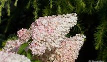 Rispen-Hortensie