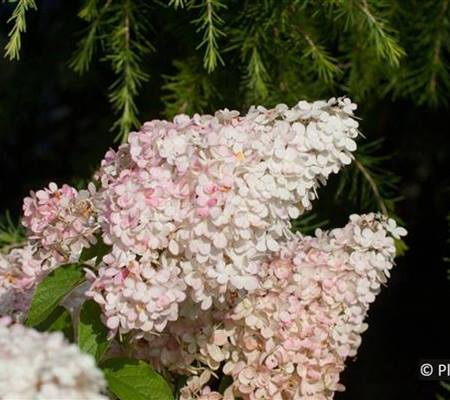 Hydrangea paniculata 'Vanille-Fraise'