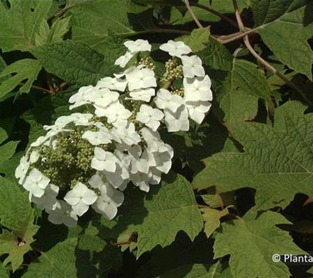Hydrangea quercifolia