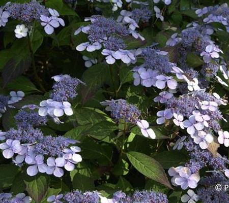 Hydrangea serrata 'Bluebird'