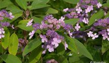 Hortensie