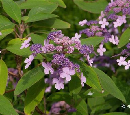 Hydrangea villosa Hydrangea villosa