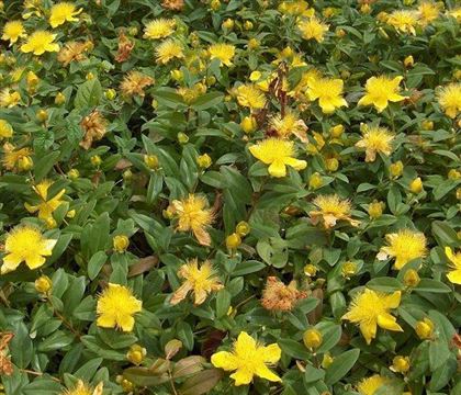 Hypericum calycinum Hypericum calycinum