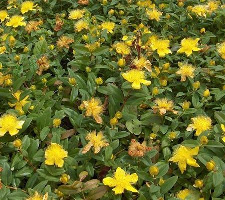 Hypericum calycinum
