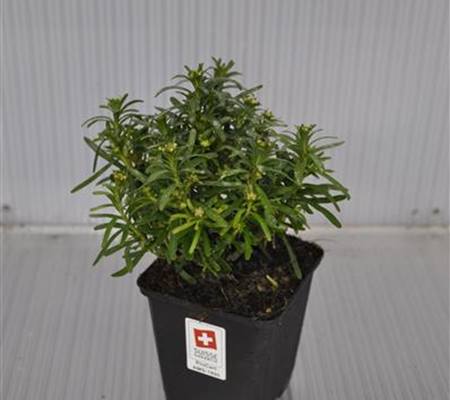 Iberis sempervirens 'Fischbeck'