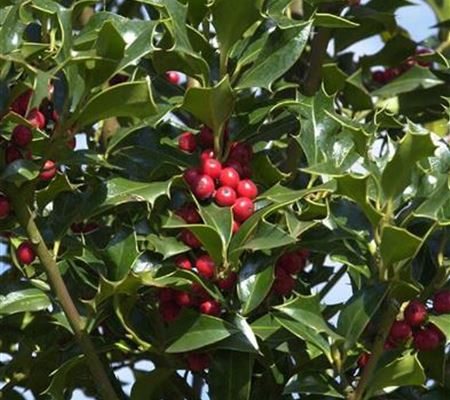 Ilex aquifolium 'Alaska'