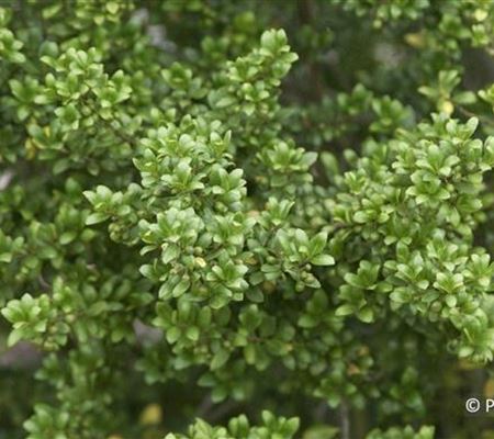 Ilex crenata 'Convexa' Ilex crenata 'Convexa'