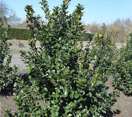 Ilex meserveae (x) 'Blue Prince'