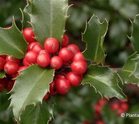 Ilex meserveae (x) 'Blue Princess'
