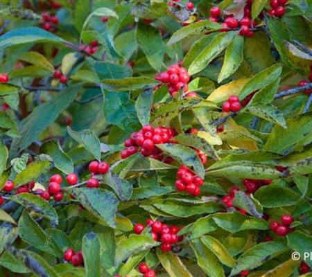 Ilex verticillata