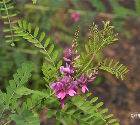Indigofera heterantha