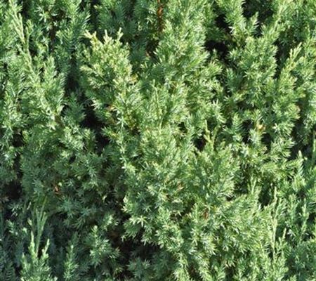 Juniperus chinensis 'Stricta'