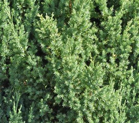 Juniperus chinensis 'Stricta'